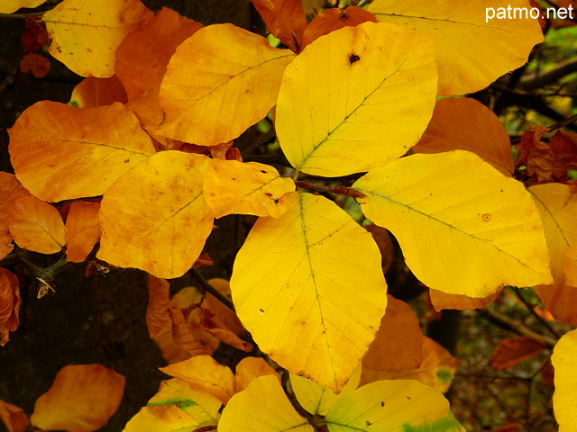 Photo de feuilles d'automne