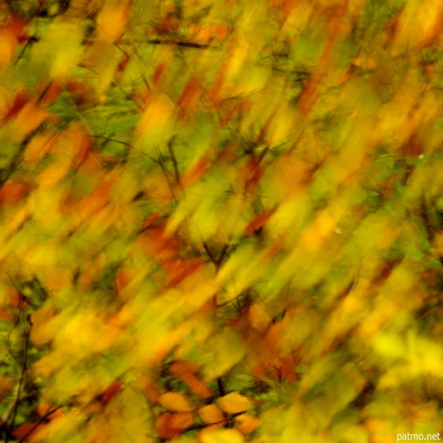Photograph of autumn leaves blown by the wind