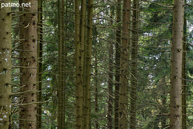 Photo d'une forêt de conifères en montagne - Haute Savoie