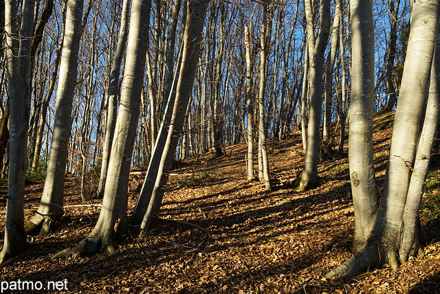 Image of a decideous forest in winter on Vuache mountain
