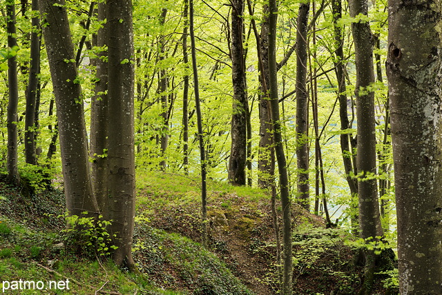 Photo de la forêt au bord du Rhône autour d'Arcine en Haute Savoie