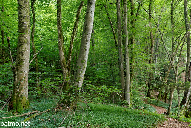 Photo de la forêt le long du Chéran dans le Massif des Bauges