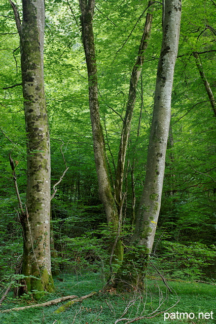 Photo d'arbres dans la forêt au bord de la rivière du Chéran dans le Massif des Bauges