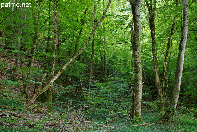 Photographie de la fort le long de la rivire du Chran dans le Massif des Bauges