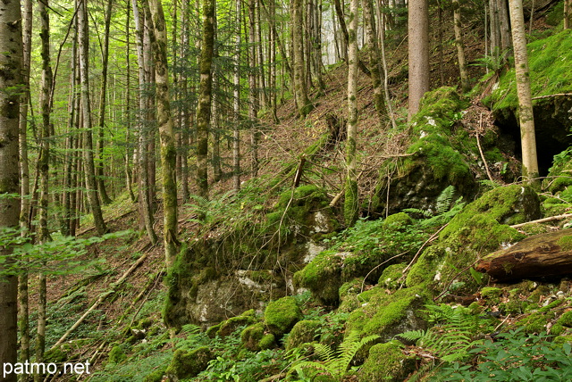 Photographie de la forêt de montagne de la vallée de la Valserine dans le Parc Naturel Régional du Haut Jura