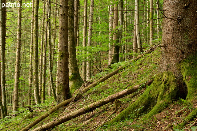 Photo d'arbres dans la forêt de la Valserine au sein du Parc Naturel Régional du Haut Jura