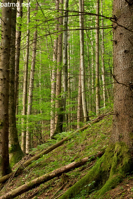 Image de forêt de montagne dans la vallée de la Valserine - Département de l'Ain