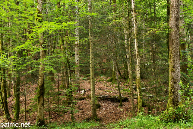 Photo de la forêt du Jura sur les bords de la rivière du Hérisson