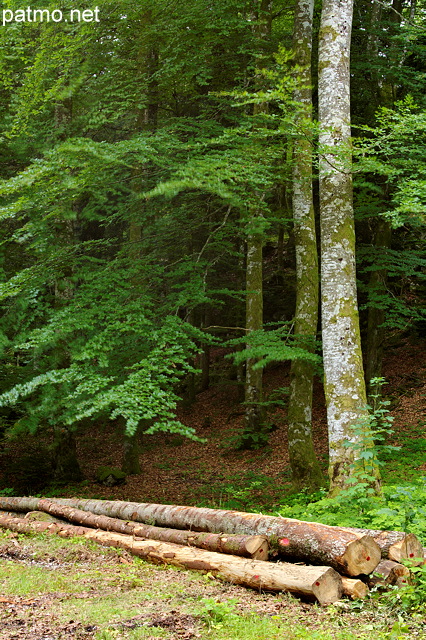 Images de grumes dans la forêt du Jura à proximité du lac de Bonlieu