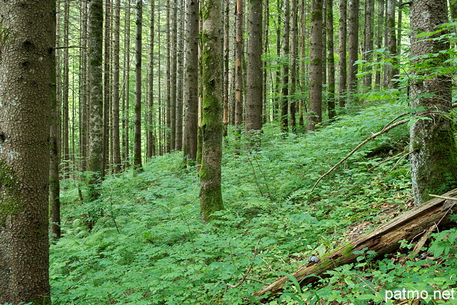 Photo de troncs de résineux dans la forêt de la Valserine