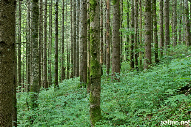 Photographie d'un alignement de troncs rectilignes dans la forêt de la Valserine