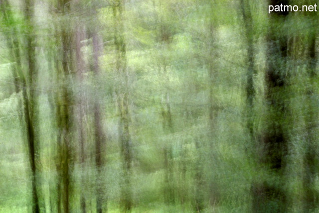 Photographie avec flou de bougé volontaire dans la forêt de la Valserine