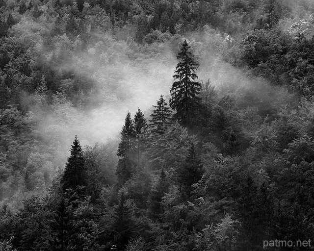 Image de la forêt de la Valserine sous la brume matinale
