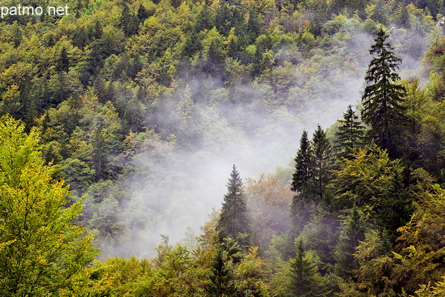 Photo of autumn forest in the morning mist