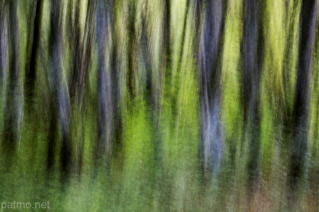 Image abstraite de troncs d'arbres dans la fort de la valle du Rhne en Haute Savoie