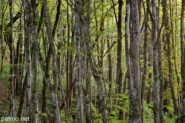 Image d'une forêt dense de feuillus dans la vallée du Rhône en Haute Savoie