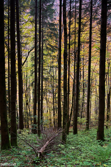 Photograph of decideous and coniferous trees in autumn in Valserine forest
