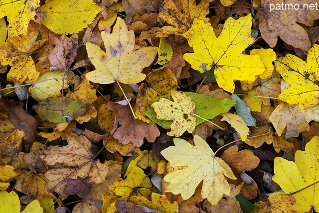 Photo de feuilles d'automne sur le sol de la forêt en Haute Savoie