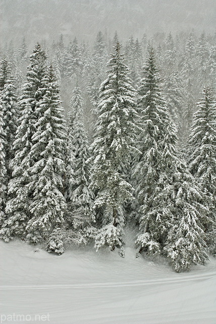 Photo d'épicéas sous une chute de neige dans la forêt de la Valserine