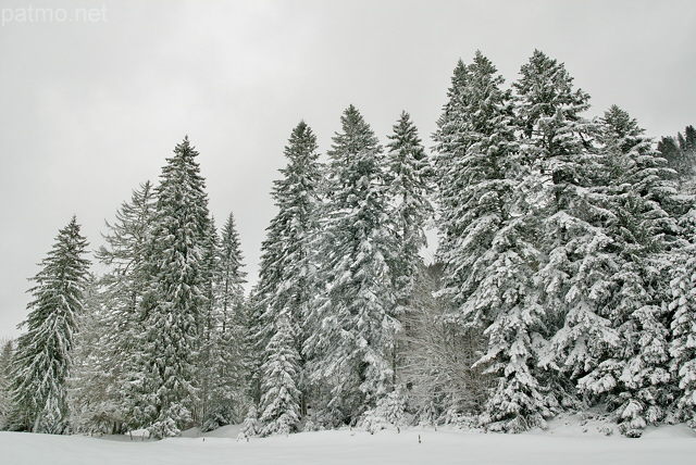 Photo d'épicéas enneigés dans la forêt de la Valserine - PNR du Haut Jura