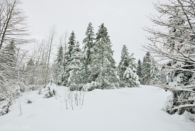 Photo of the forest of Valserine valley under the snow