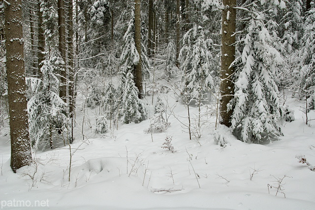 Image de neige dans la forêt de montagne de la Valserine.