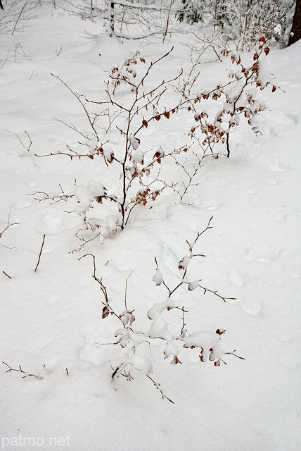Image d'arbustes sortant de la neige dans la forêt de montagne de la Valserine