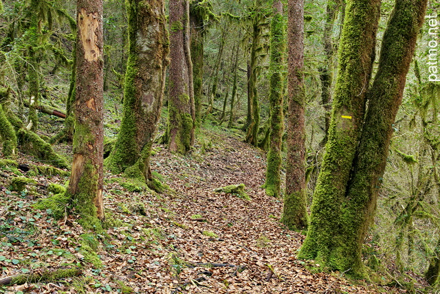Photo d'un chemin dans la forêt du Parc Naturel Régional du Haut Jura