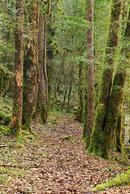 Photographie d'un chemin à travers la forêt du Haut Jura