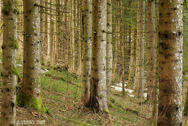Image de troncs de conifres dans la fort du Haut Jura