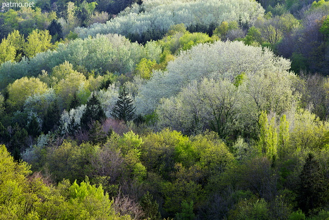 Photograph of a springtime forest