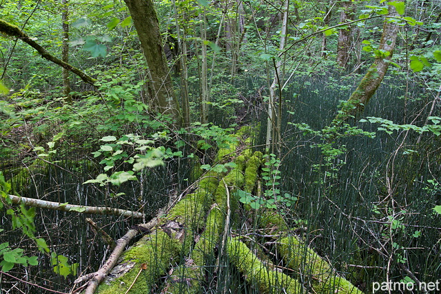 Photographie d'un sous bois sauvage autour du ruisseau du Castran