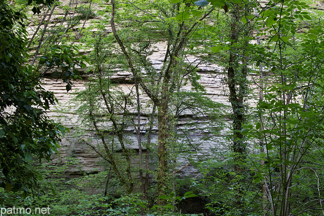 Photographie d'arbres adossés à une falaise de molasse dans le canyon du Castran