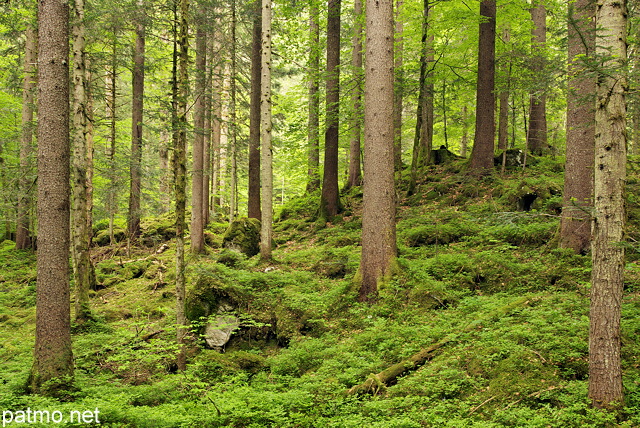 Image of the springtime colors in Valserine forest