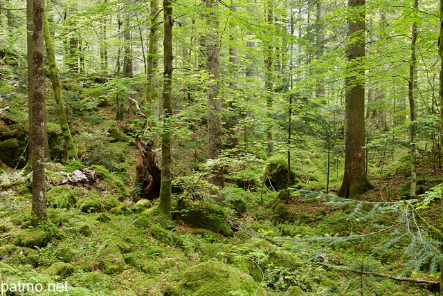 Image of Valserine forest with green springtime colors