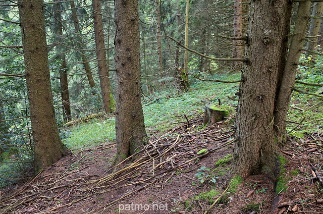 Image de la forêt du Col de la Forclaz