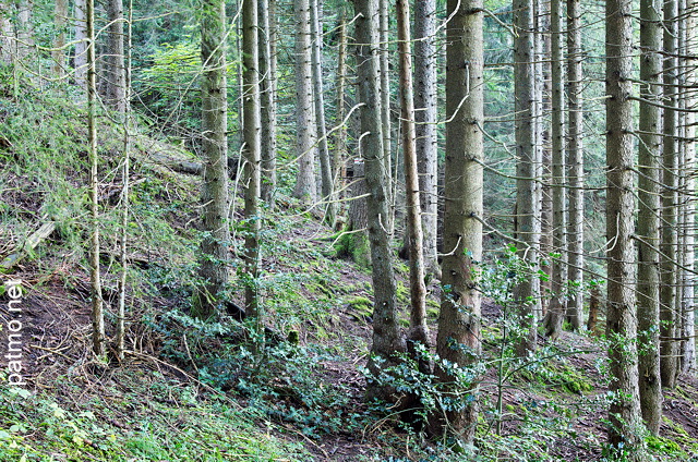 Image d'une forêt de conifères en montagne près du Col de la Forclaz