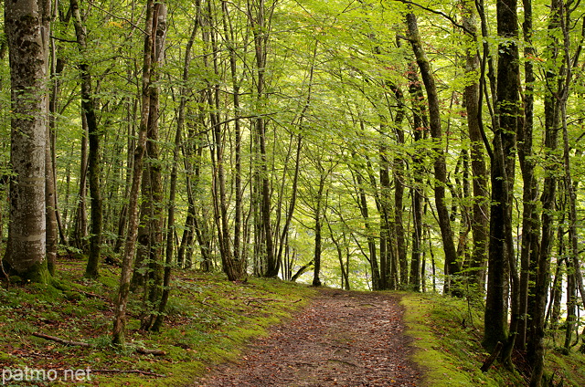 Image d'un chemin d'automne dans la forêt au bord du Rhône