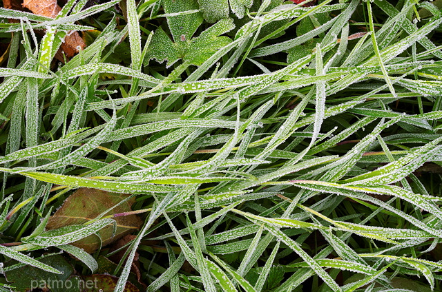 Photographie de brins d'herbes givrs un matin d'automne