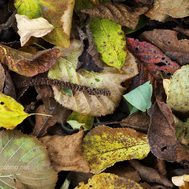 Image d'un mélange de feuilles d'automne colorées