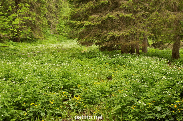 Photo de végétation luxuriante dans la forêt du Haut Jura
