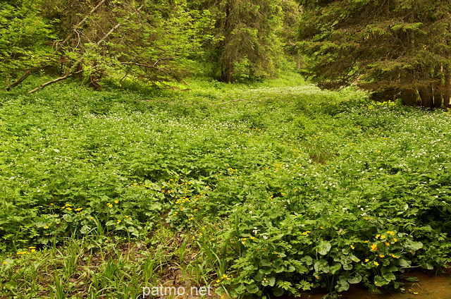Image du sol forestier verdoyant dans la forêt humide du Haut Jura