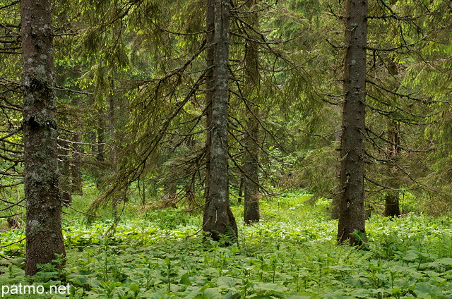 Photo of coniferous trees and green plants in french Jura forest