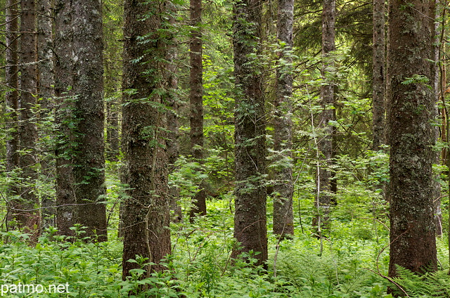 Image of coniferous trees and lush greens in the forest of french Jura