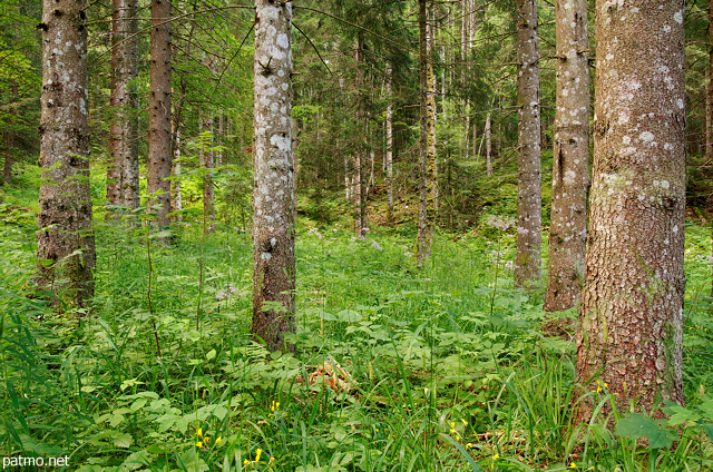 Photo d'un matin d'été dans la forêt de Champfromier, Parc Naturel Régional du Haut Jura