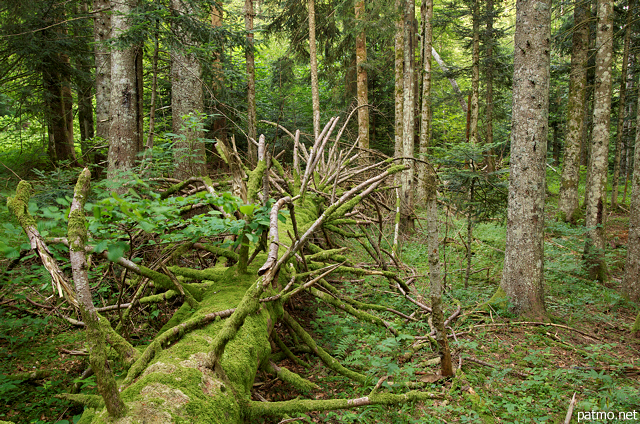 Photographie d'un épicés déraciné dans la forêt de Champfromier