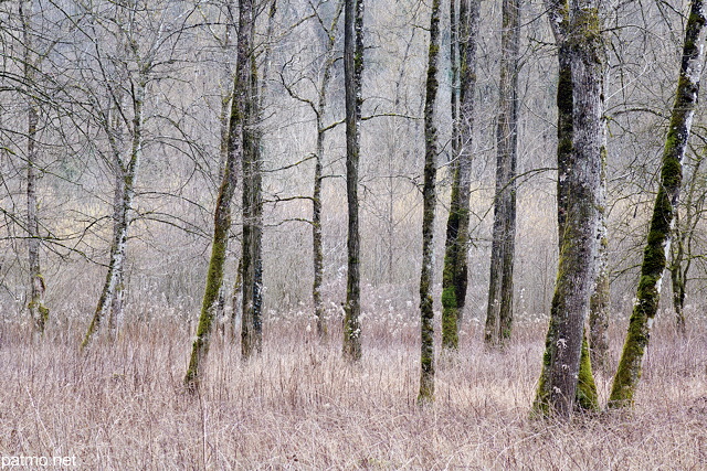 Photo of trees in the forest along Usses river
