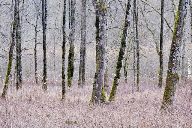 Photo d'arbres dans la forêt au bord de la rivière des Usses en Haute Savoie