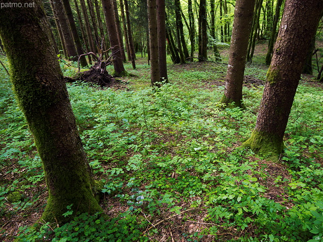 Image de conifères et de verdure printanière dans la forêt du Massif des Bauges