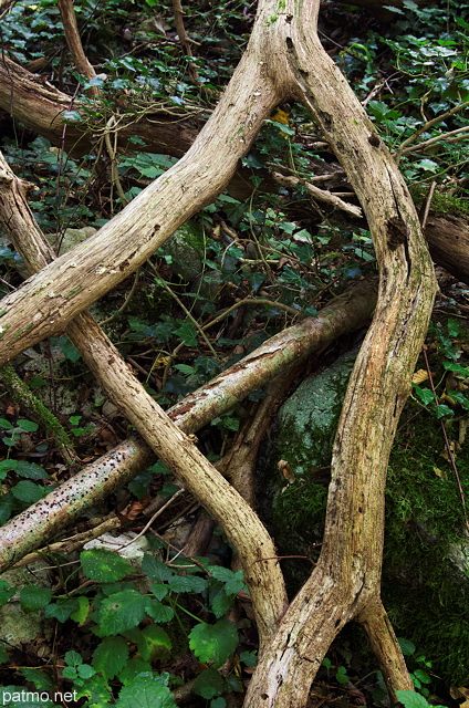 Photographies de vieilles branches dans la forêt à Arcine en Haute Savoie